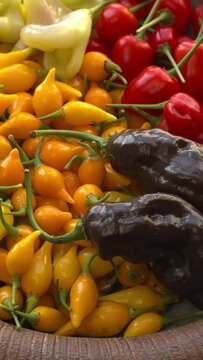 Different types of chilies. Brazilian Biquinho Yellow, Brazilian Red Olive, Peruvian Machu Picchu, and Aji White Fantasy on clay plate. Table spin. Vertical video.