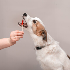 The dog asks to eat a red heart-shaped lollipop