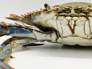 Portrait of live Blue Crab or Callinectes sapidus