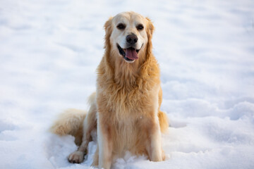 Ein süßer Golden Retriever der im Schnee sitzt und frontal zur Kamera schaut für ein Hundeportrait Foto