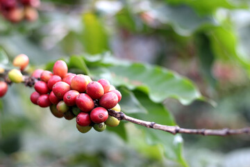 Red and green coffee beans on coffee tree