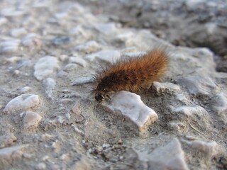 Processionaria del pino (gatta pelosa) marrone che attraversa la strada di un campo