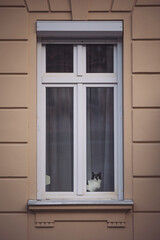 Cat seeing through the window. a cat waiting for its owner, looks out of the apartment. Black and white cat looks from the apartment to the window to the street.