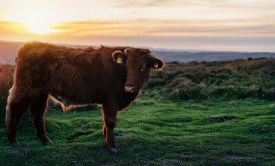 Freerange cow in a pasture grazing on green meadow in The National Park Peak District in England