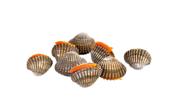 fresh cockles seafood on   transparent png