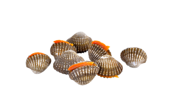 fresh cockles seafood on   transparent png