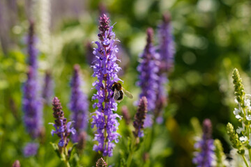 Blooming sage is pollinated by a bumblebee.