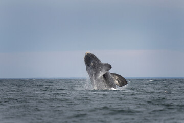 Fototapeta premium Southern right whales near Valdés peninsula. Behavior of right whales on surface. Marine life near Argentina coast. 