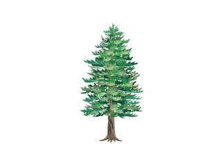 pine tree vector hand drawn. redwood illustrations. - obrazy, fototapety, plakaty