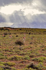 Group of guanaco animals in Patagonia Chile © Natalia