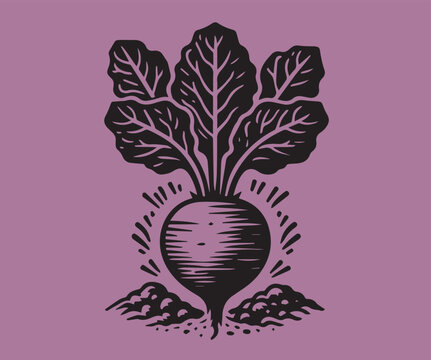 Vintage engraving illustration of beets. Woodcut