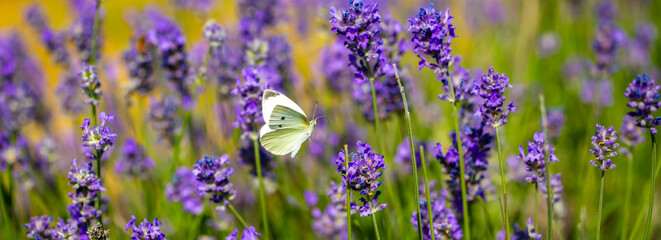 Butterflies on spring lavender flowers under sunlight. Beautiful landscape of nature with a panoramic view. Hi spring. long banner