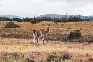 Group of guanaco animals in Patagonia Chile