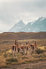 Group of guanaco animals in Patagonia Chile