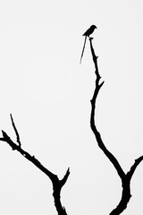 Shrike bird silhouette