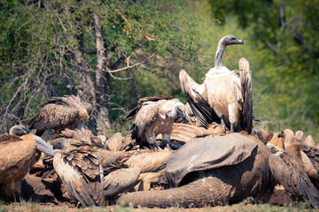 Obraz premium Vultures on an elephant carcass