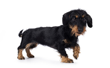 Cute black and tan Dachshund dog puppy, walking side ways. Looking beside camera. Isolated on a...