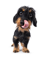 Cute black and tan Dachshund dog puppy, standing up facing front. Looking straight to camera. Tongue out curled up in nose. Wide angle distortion. Isolated on a white background. - obrazy, fototapety, plakaty