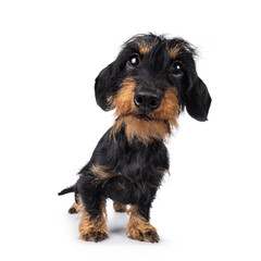 Cute black and tan Dachshund dog puppy, standing up facing front. Looking straight to camera. Wide angle distortion. Isolated on a white background.