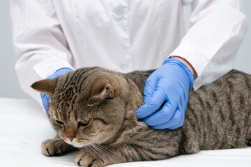 Portrait of a beautiful scottish tabby cat. Veterinary medicine.
