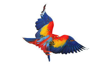 Beautiful feathers on the back of Scarlet Macaw parrot isolated on transparent background png file