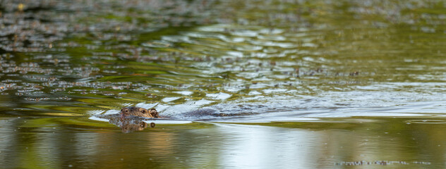 ragondin nageant à la surface de l'eau sous une belle lumière