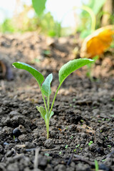 closeup the ripe green cauliflower plant with soil heap growing in the farm soft focus natural green brown background.