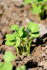 closeup the bunch small green ripe radish plant with soil in the farm soft focus natural green brown background.