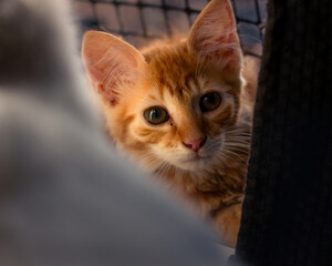 Portrait of a beautiful orange striped cat close up