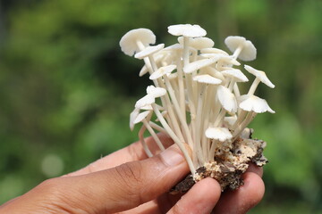 Bunch of white mushrooms held in the hand. This white mushrooms grow in the forests of india and...