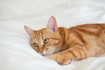 Ginger cute cat lies and sleeps on bed with a white sheet while, home comfort