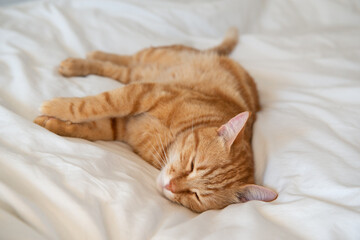 Ginger cute cat lies and sleeps on bed with a white sheet while, home comfort