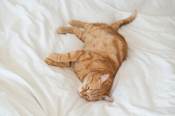 Ginger cute cat lies and sleeps on bed with a white sheet while, home comfort