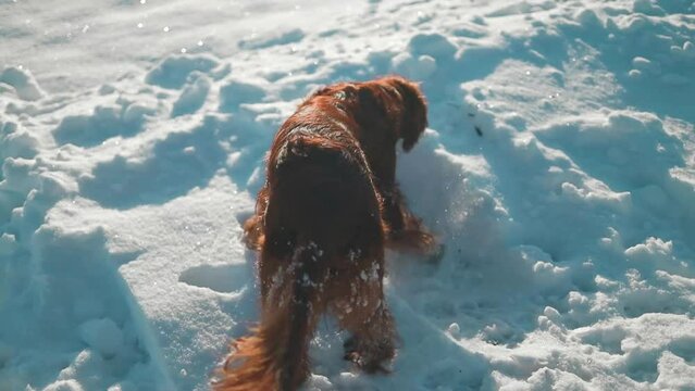 Active Irish Setter dog running slow motion footage during the snowy walking, having fun in winter park during beautiful sunny winter day. High quality FullHD footage