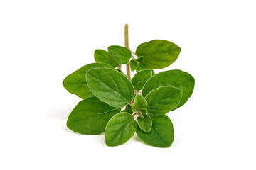Fresh sweet marjoram herb, isolated on the white background.