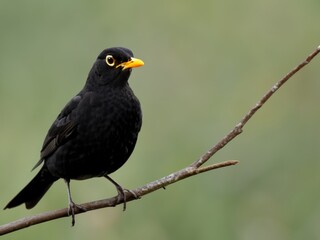 Naklejka premium Blackbird, Turdus merula, green background