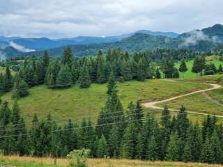 Beautiful landscape with spruce forest, fog, hills and green grass in the Carpathian Mountains, Transylvania, Romania.