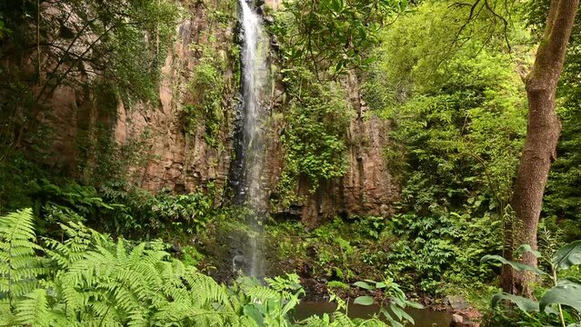 Waterfalls in the deep rain forests of Madeira