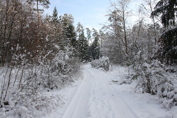 Fototapeta premium winter