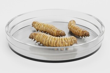 Realistic 3D Render of Wax Worms in Petri Dish