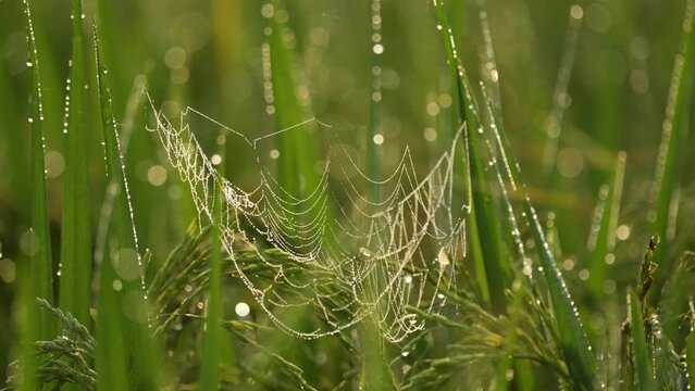 Glistening morning dew on spiders web in paddy field, accompanied by the calming sounds of birds chirping and crickets. Relax, de-stress, and find your inner peace