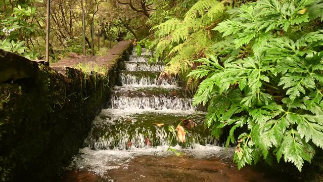 Waterfalls in the deep rain forests of Madeira