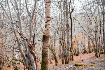 Bare leafless forest on a mountainside on an autumn day. Travel and tourism
