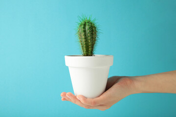 Cactus in a pot in the hands of a woman on a blue background.
