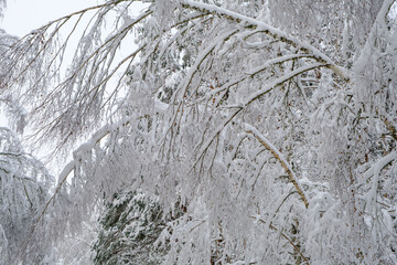 trees wrapped in snow and hoarfrost are bent over the road under the weight of snow on a cloudy day