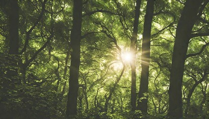 Obraz premium sun rays in the forest