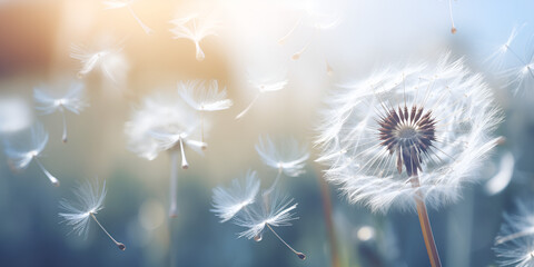 Closeup of white dandelion seeds in the air, White Flowering Dandelions, dandelion seeds with drops of water on a blue dark background close-up, generative AI
