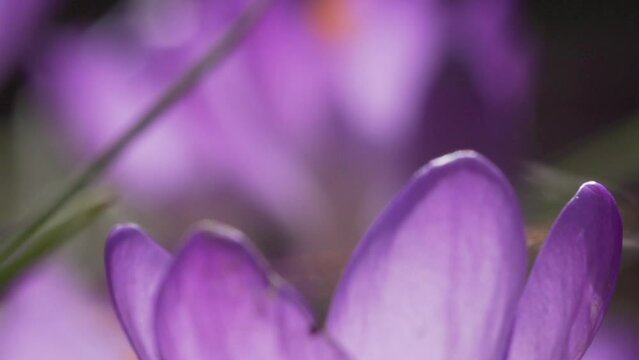 Bee at crocus flower (macro)