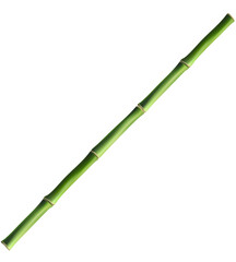 Fototapeta premium Bamboo with stalk, branch and leaves.Green bamboo grove. Banner design. illustration on transparent, png.realistic style