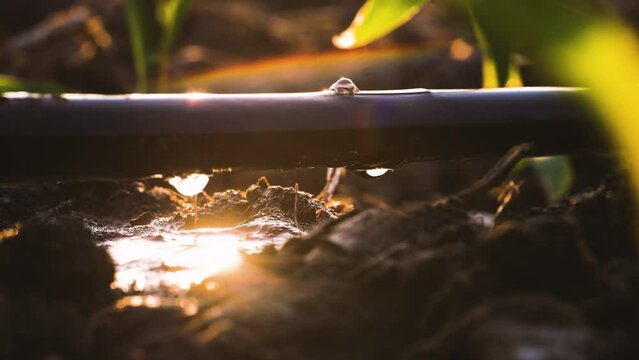 Water drips into soil from drip tape, agriculture drip irrigation system in corn sapling plantation with sun shines in evening, agricultural technology and saving water	